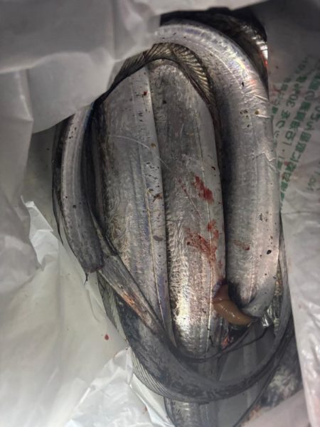 3年ぶりの太刀魚