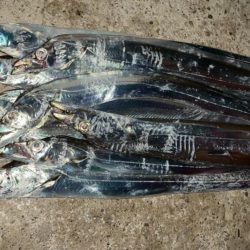 今年初のタチウオ釣り