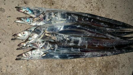 今年初のタチウオ釣り