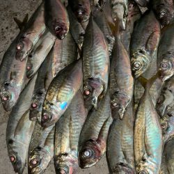 台風後のアジング