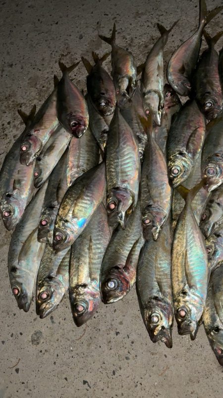 台風後のアジング
