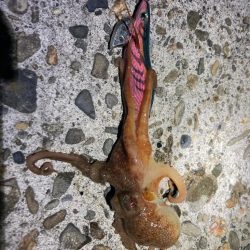 珍しくエギング