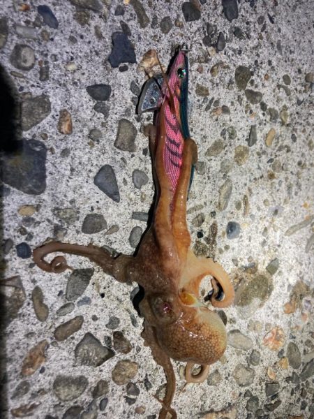 珍しくエギング