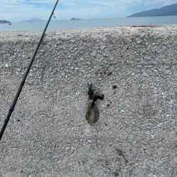 今回は、ミニアオリイカのみ………