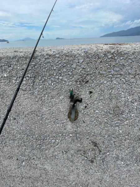 今回は、ミニアオリイカのみ………