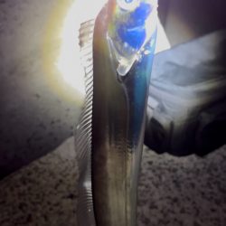 タチウオテンヤ