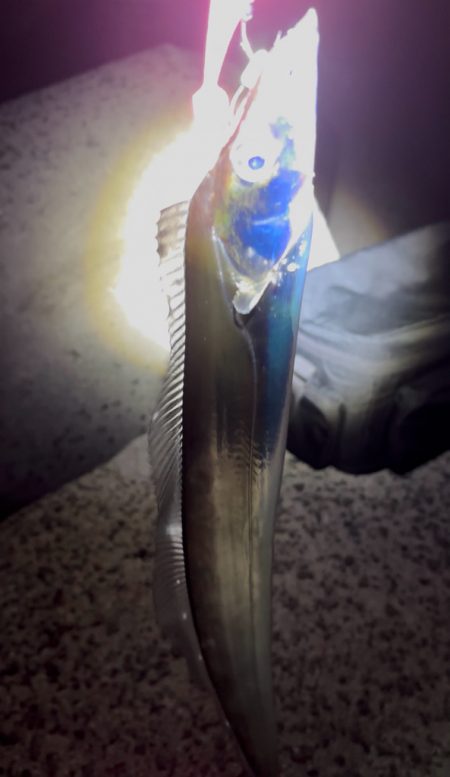 タチウオテンヤ