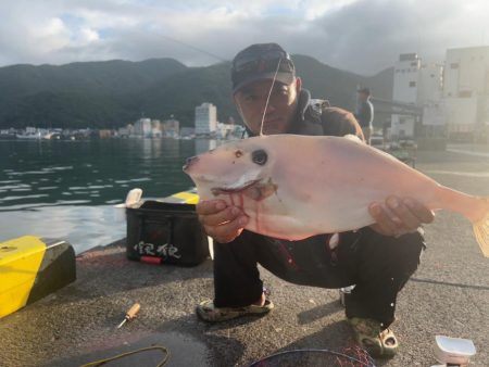 沼津市戸田港フカセ釣り 大型ウスバハギ