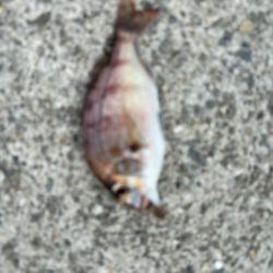 チャリコだらけ