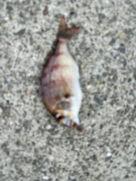 チャリコだらけ