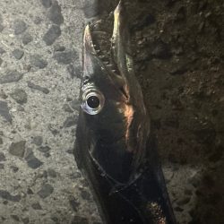 ライトショアタチウオ