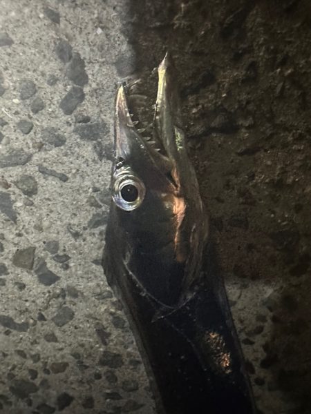 ライトショアタチウオ