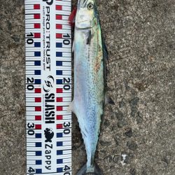 今年はサゴシの当たり年か⁉︎