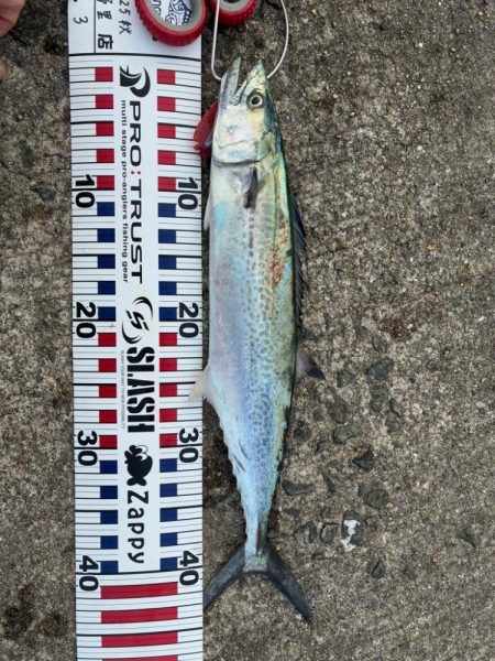 今年はサゴシの当たり年か⁉︎