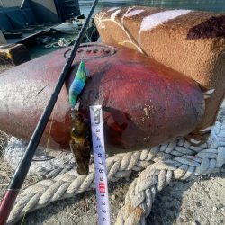 違う場所でエギング