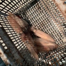 渋くなったマイカ釣り