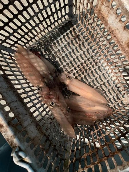 渋くなったマイカ釣り