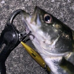 大潮は苦手です…