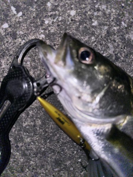 大潮は苦手です…