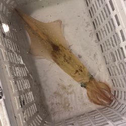 ケンサキイカ/イカメタル