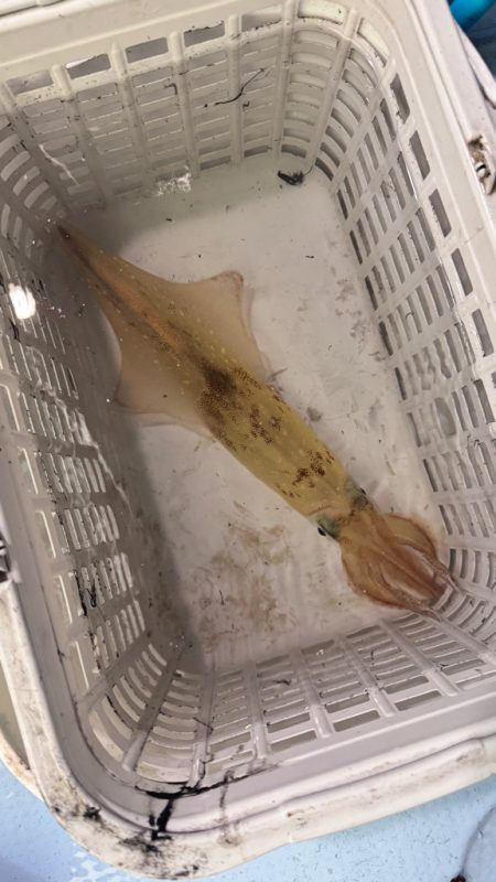 ケンサキイカ/イカメタル