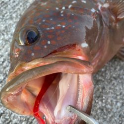 デイアコウがんばる・・・アコウ46cm