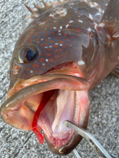 デイアコウがんばる・・・アコウ46cm