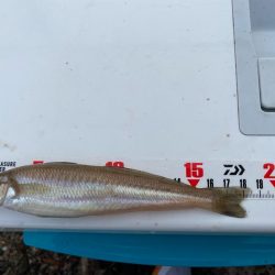 シロギスタ:小時々、中