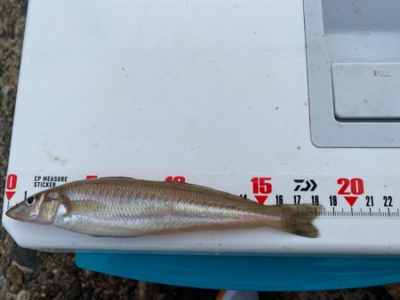 シロギスタ:小時々、中