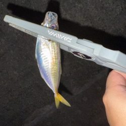 連日連夜アジング