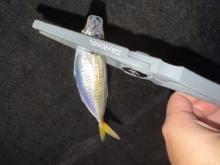 連日連夜アジング