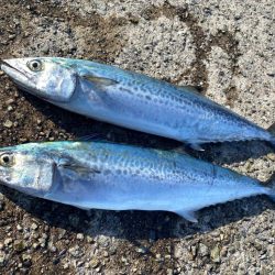 サゴシとハマチ