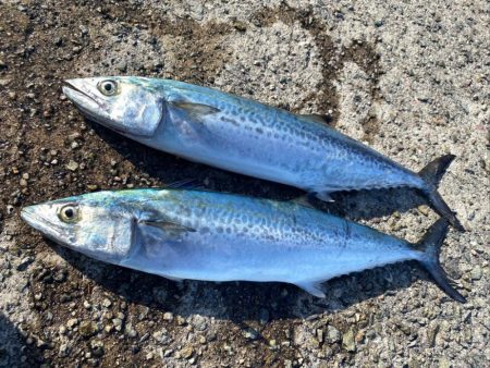 サゴシとハマチ