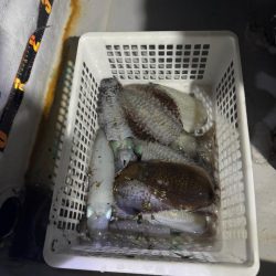 ちょいップラン