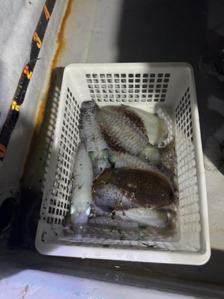 ちょいップラン