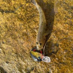 やっぱりハゼクラ！