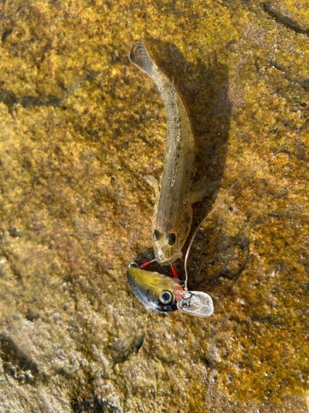 やっぱりハゼクラ！