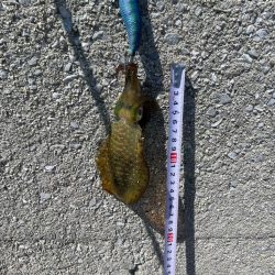 今日は、デカめも釣れました〜‼️