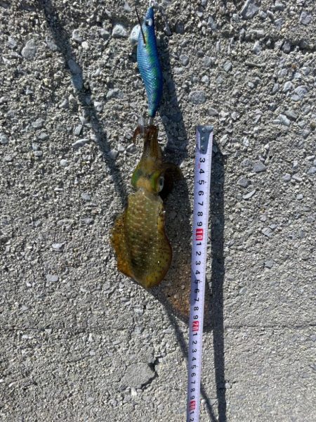 今日は、デカめも釣れました〜‼️