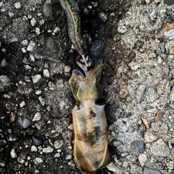 エギング、ロックフィッシュ釣行