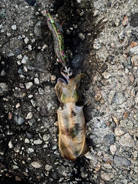 エギング、ロックフィッシュ釣行