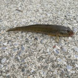 ファミリーフィッシング