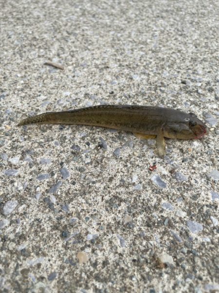 ファミリーフィッシング