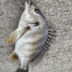 エビ撒き🦐でグレ釣れました