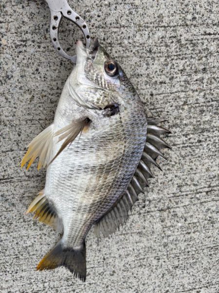 エビ撒き🦐でグレ釣れました