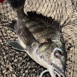 ヘチってきました