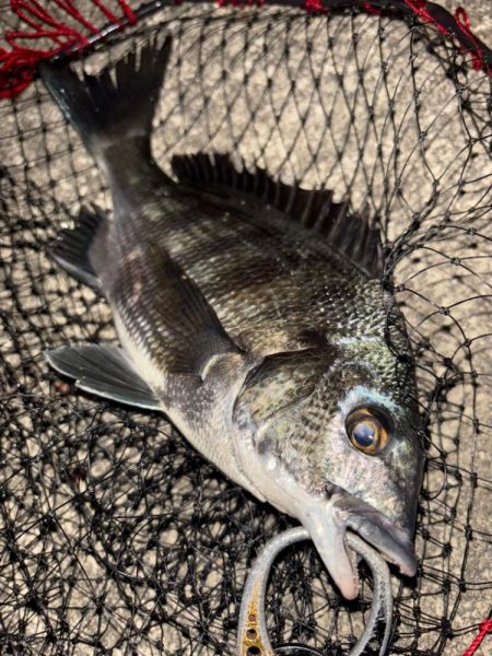 ヘチってきました