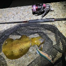 秋🦑釣り楽しい😊