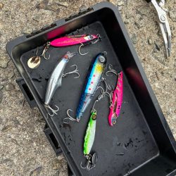 サゴシ釣れてます（確変中）