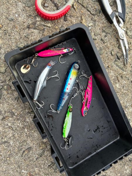 サゴシ釣れてます（確変中）